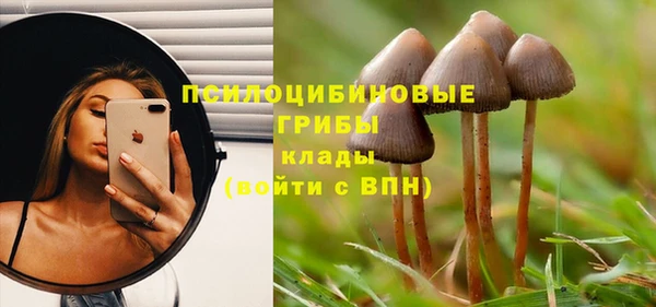 прущие грибы Абинск